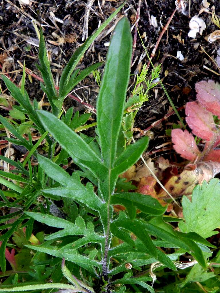 Scabiosa sp.